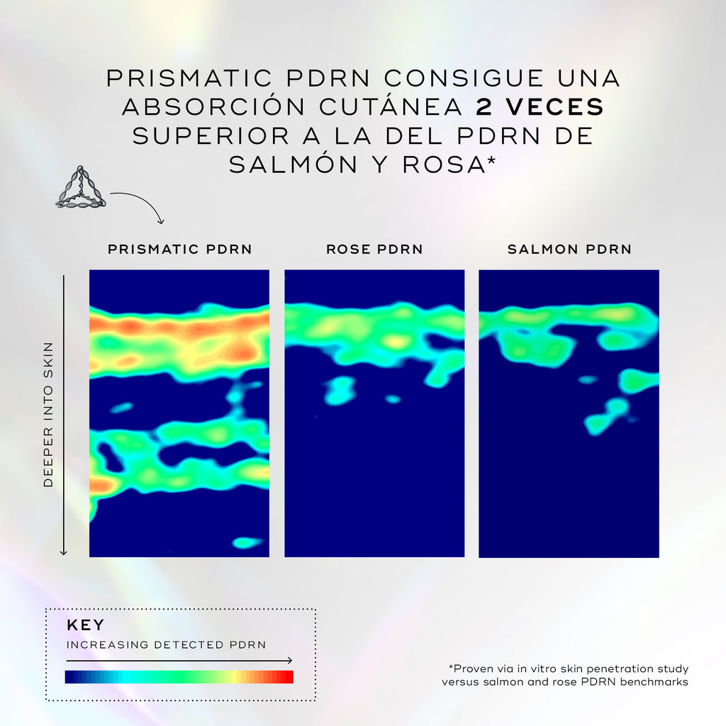 Un gráfico que compara los niveles de penetración en la piel de diferentes tipos de PDRN mediante escaneos de mapas de calor. El título indica que el PDRN prismático representa una absorción cutánea 2 veces mayor que el PDRN tradicional, con una penetración un 60% más profunda. El mapa de calor de PDRN PRISMATIQUE muestra significativamente más áreas rojas y naranjas (alta detección) alcanzando capas más profundas de la piel en comparación con los escaneos de PDRN DE ROSE y PDRN DE SAUMON.